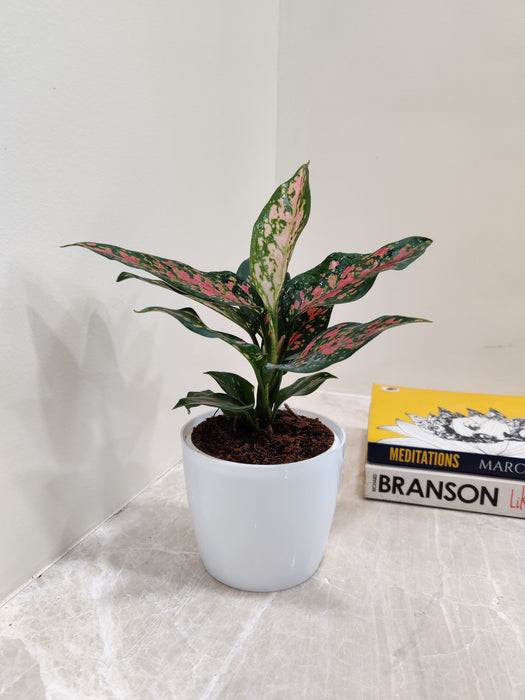 Green Aglaonema Rui plant symbolizing balance and elegance