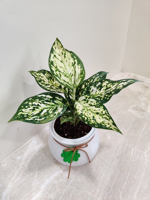 Low maintenance Aglaonema White Anjuman perfect for busy professionals