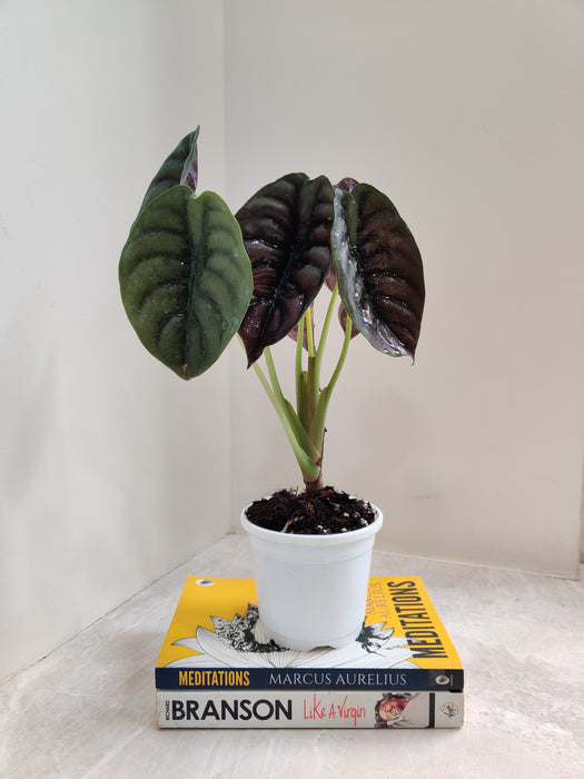 Air-cleaning properties of Red Alocasia indoor plant