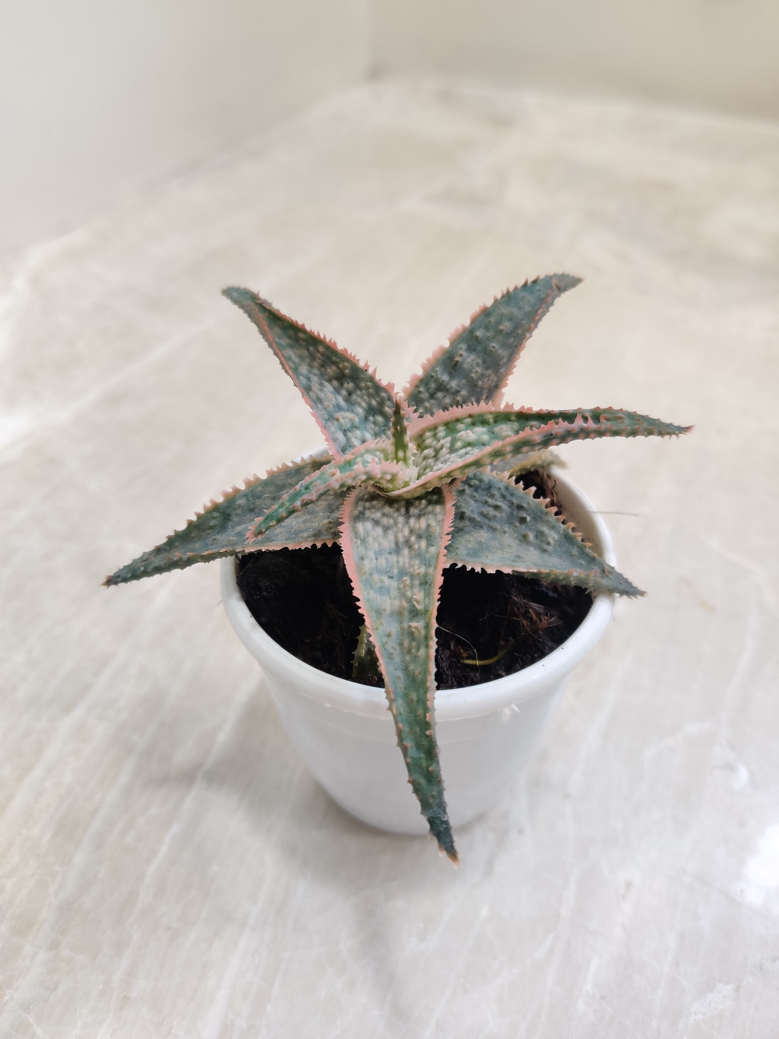 aloe vera zebrina Aloe Zebrina Dannyz Succulent