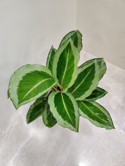 Elegant Calathea JF Macbr plant perfect for office spaces