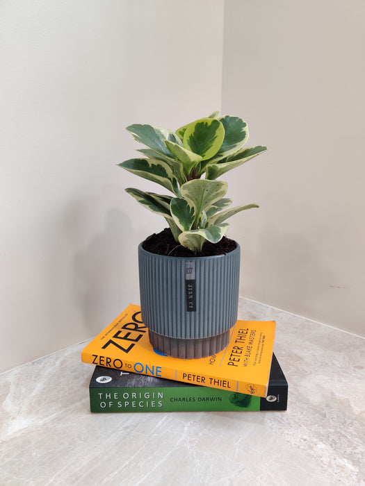 Desk plant symbolizing unity in diversity