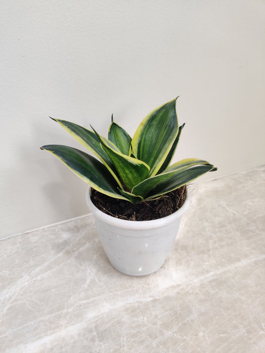 Vibrant Indoor Sansevieria Trifasciata Plant
