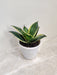 Vibrant Indoor Sansevieria Trifasciata Plant