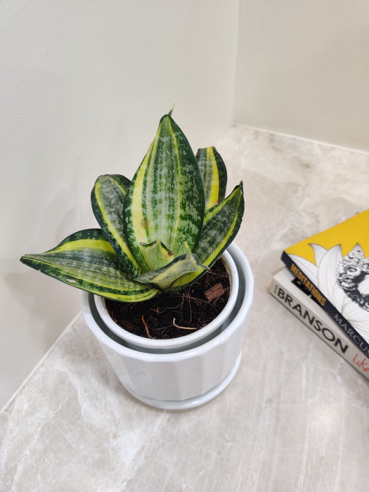Air Purifying Snake Plant for Healthy Office Environment