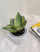 Air Purifying Snake Plant for Healthy Office Environment
