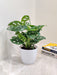 Decorative Monstera plant in pot for enhancing office ambiance