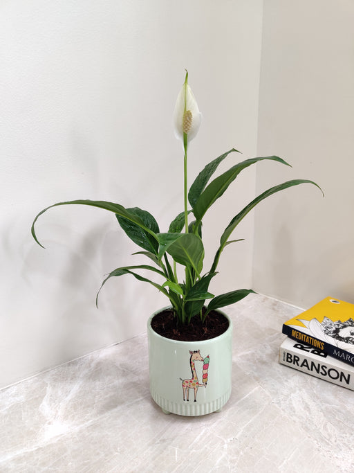 "Air-purifying Peace Lily plant in decorative pot"