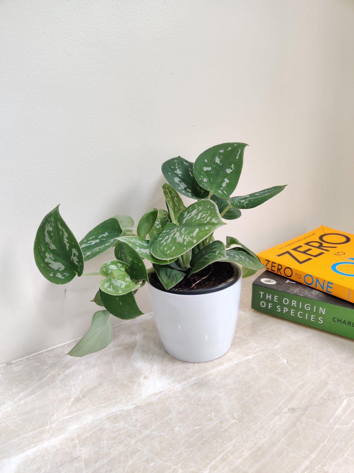 Corporate Plant Gifts