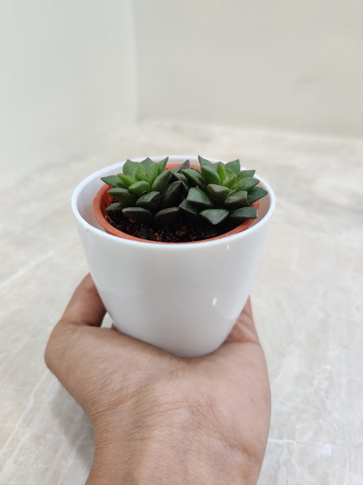 Corporate Gift Low Maintenance Succulent