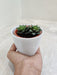 Corporate Gift Low Maintenance Succulent