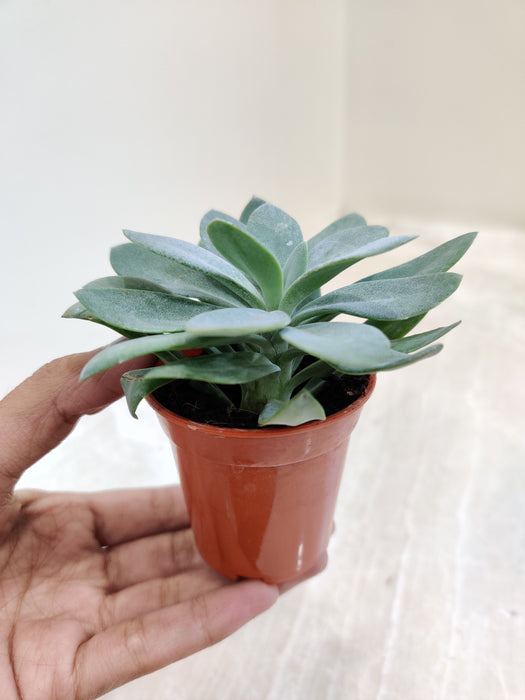 Miniature Senecio Succulent for Indoor Spaces