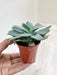 Miniature Senecio Succulent for Indoor Spaces