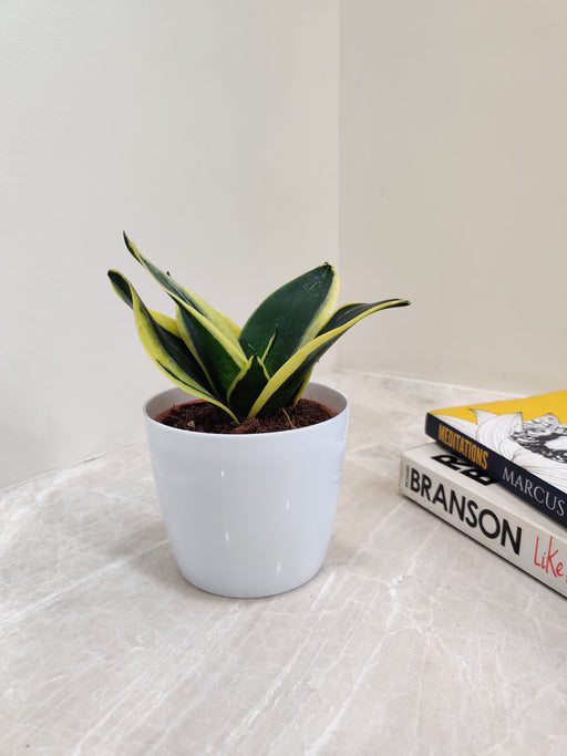Air-purifying Snake Plant ideal for office environments