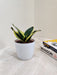 Air-purifying Snake Plant ideal for office environments
