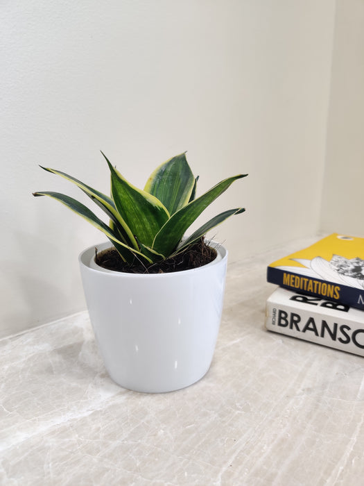 Low maintenance Snake Plant for office