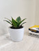 Low maintenance Snake Plant for office