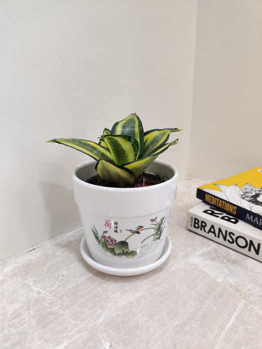 Good luck Snake Plant for corporate gifting and office decor