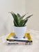 Air-Purifying Snake Plant in Minimalist Pot