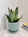 Corporate Gift Ready Snake Plant in Decorative Pot