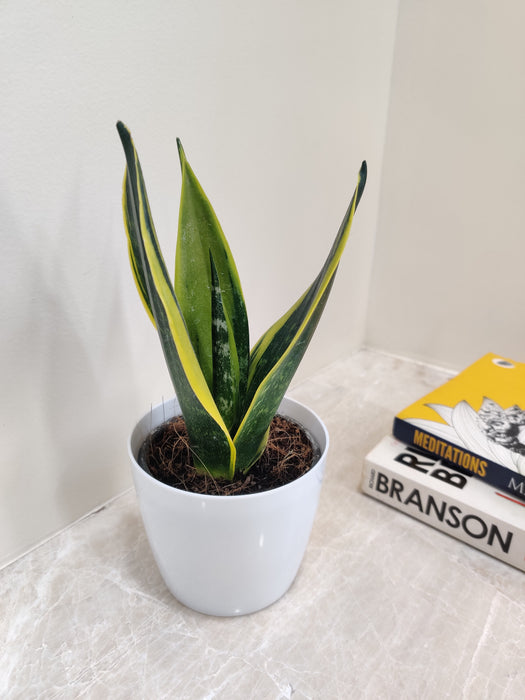 Air Purifying Snake Plant for Healthier Workspaces