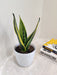 Air Purifying Snake Plant for Healthier Workspaces