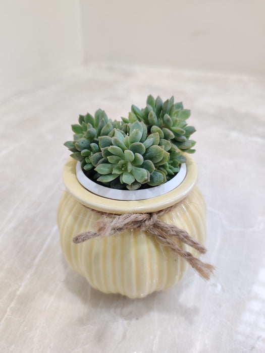 Indoor Succulent Plant in decorative pot
