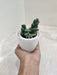 Air purifying succulent plant for a healthy office environment.