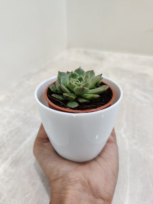 Low maintenance air purifying desk succulent