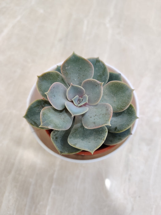 Desk-Friendly Succulent Plant Corporate Gift