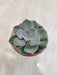 Desk-Friendly Succulent Plant Corporate Gift