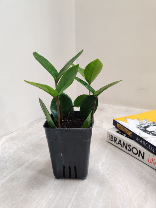 Air purifying small Zamioculcas indoor plant