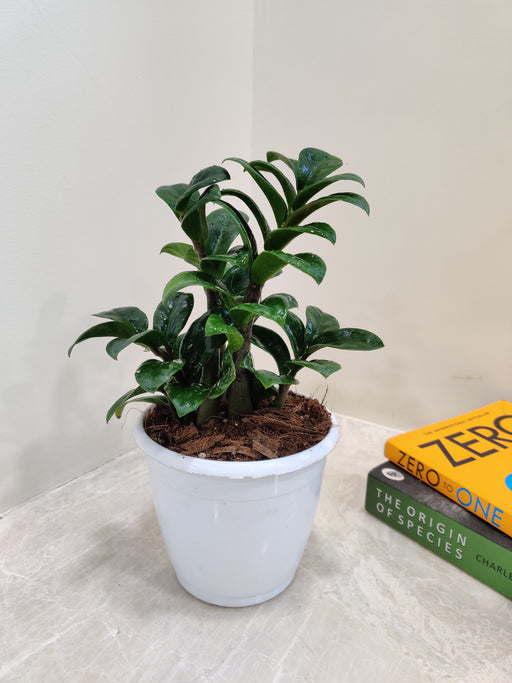 Compact Zenzii ZZ plant ideal for indoor spaces