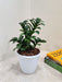 Compact Zenzii ZZ plant ideal for indoor spaces