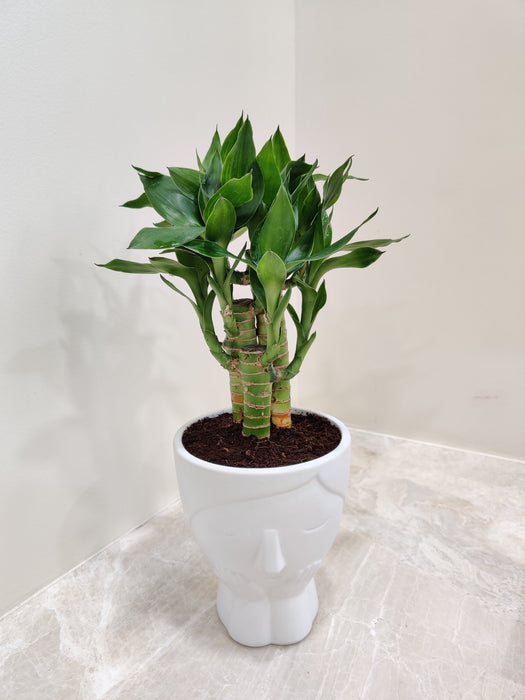 lucky bamboo corporation Lucky Bamboo: The Ultimate Corporate Gift Plant – ChhajedGarden.com