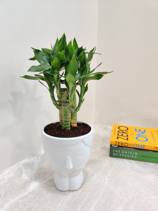 lucky bamboo plant for office Lucky Bamboo: The Ultimate Corporate Gift Plant – ChhajedGarden.com