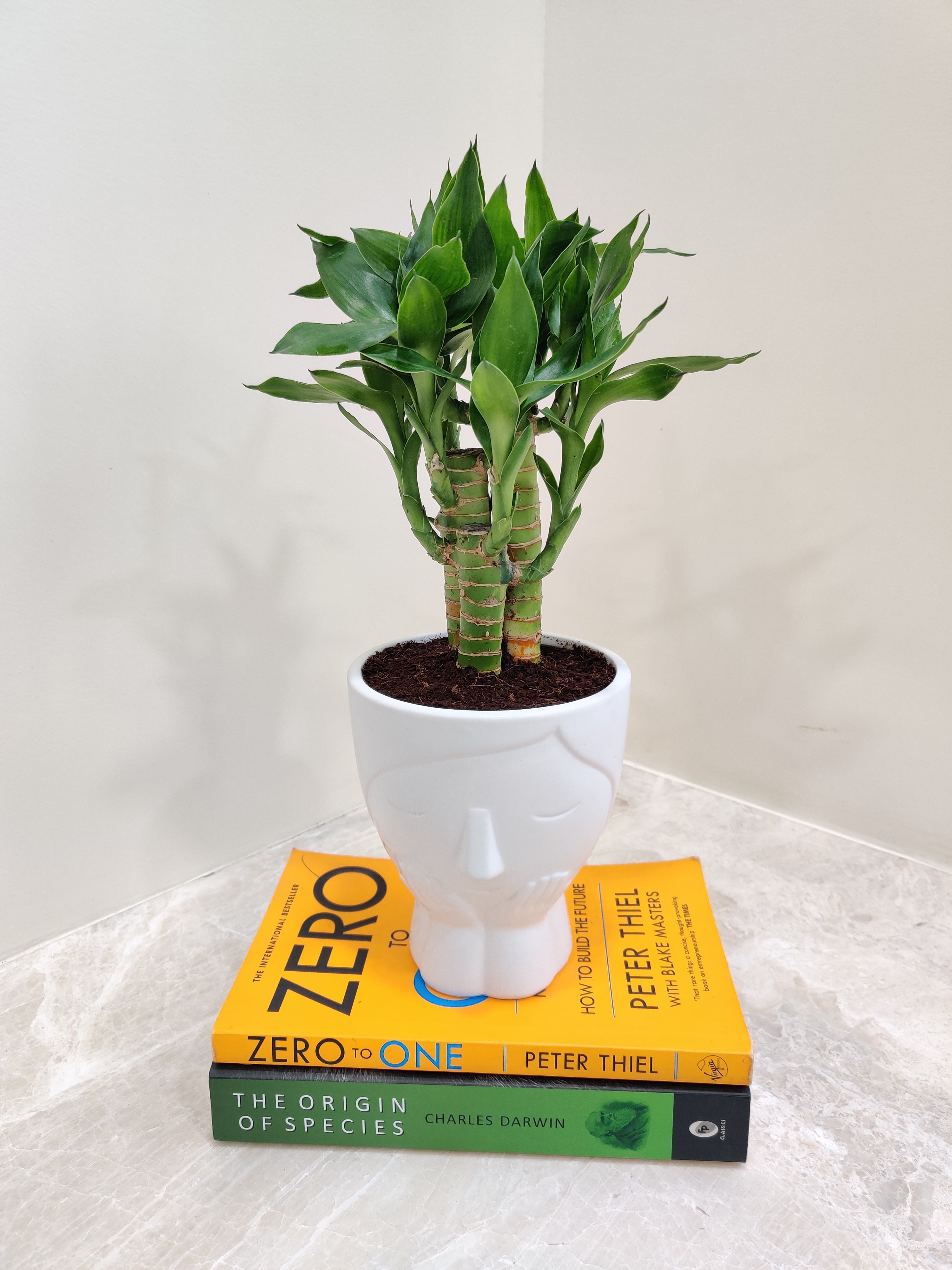 lucky bamboo corporation Lucky Bamboo Corporate Gift Plant