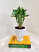 Perfect office decor - Lucky Bamboo plant