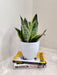 Air purifying snake plant in white plastic pot