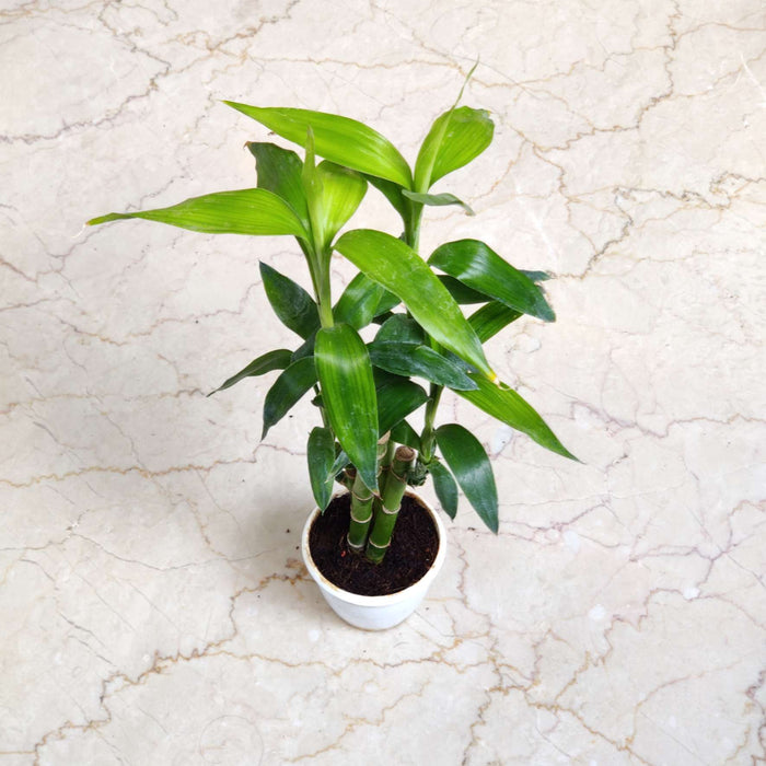 Lucky Bamboo 3-Tier Mini - 7 cm pot