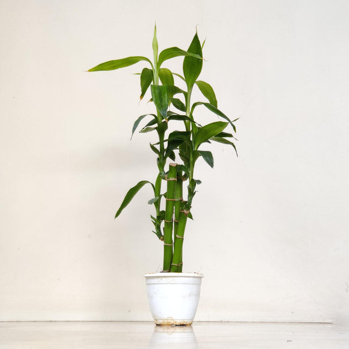 Lucky Bamboo 3-Tier Mini - 7 cm pot