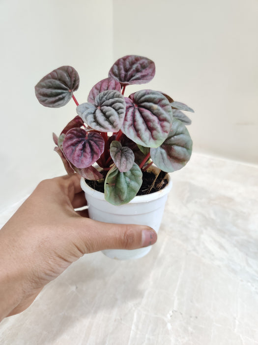 Vibrant Red Indoor Peperomia Decoration