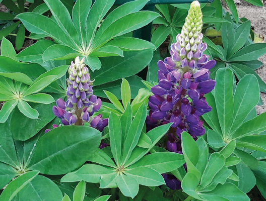 Lupin Lupini Blue Flower seeds