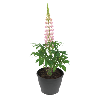 Lupin Lupini Pink Flower seeds