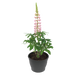 Lupin Lupini Pink Flower seeds