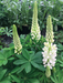 Lupin Lupini White Flower seeds