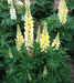 Lupin Lupini Yellow Flower seeds 