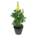 Lupin Lupini Yellow Flower seeds 