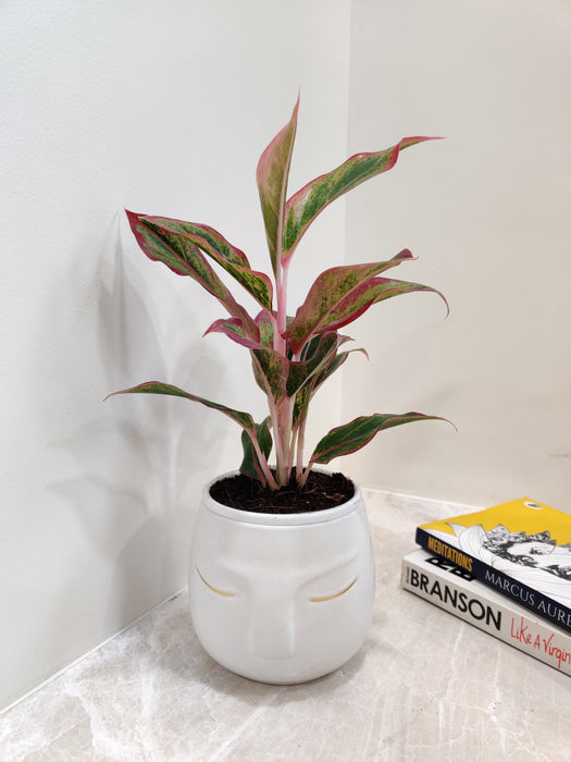Vibrant Aglaonema Lipstick for Corporate Gifting