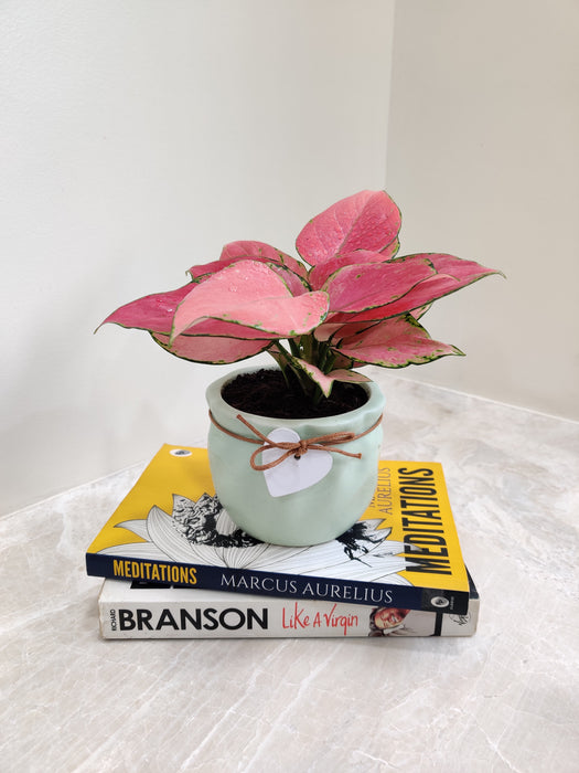 Vibrant Red Leaf Aglaonema for Workspaces